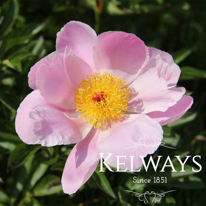 Paeonia lactiflora 'Nymphe'