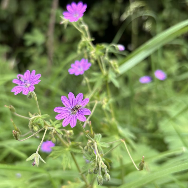 Geranium pyrenaicum