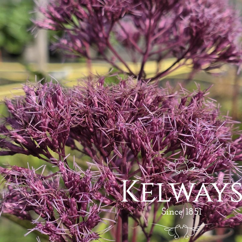 Eutrochium purpureum