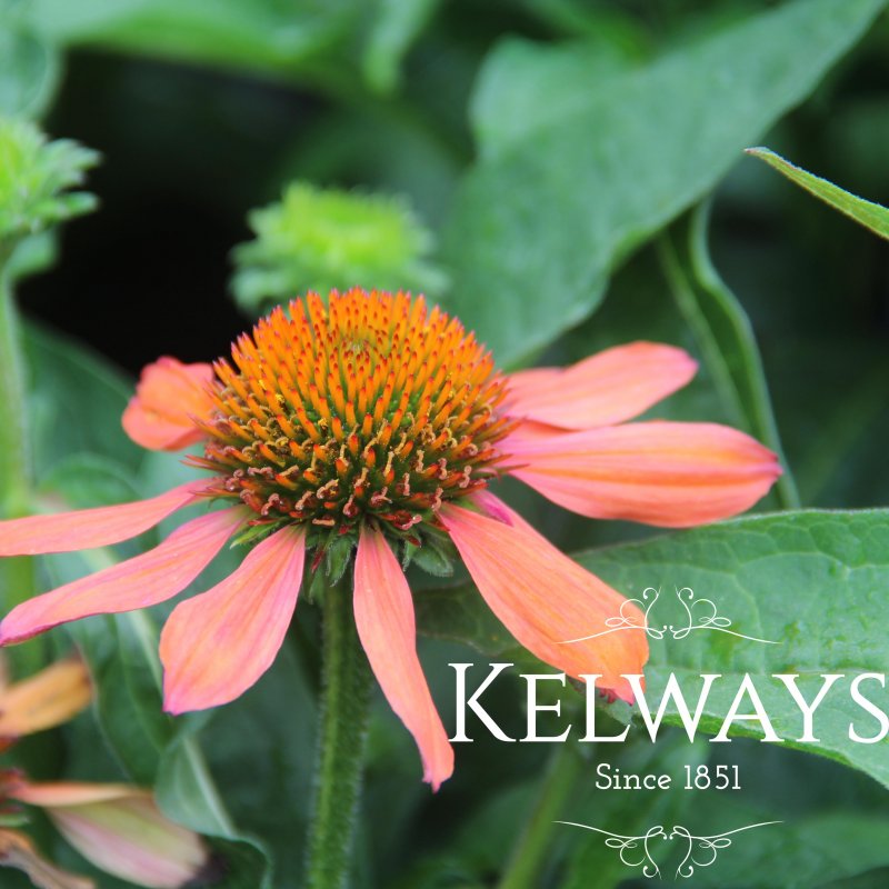 Echinacea SOMBRERO FLAMENCO ORANGE ('Balsomenco' PBR) (Sombrero Series)