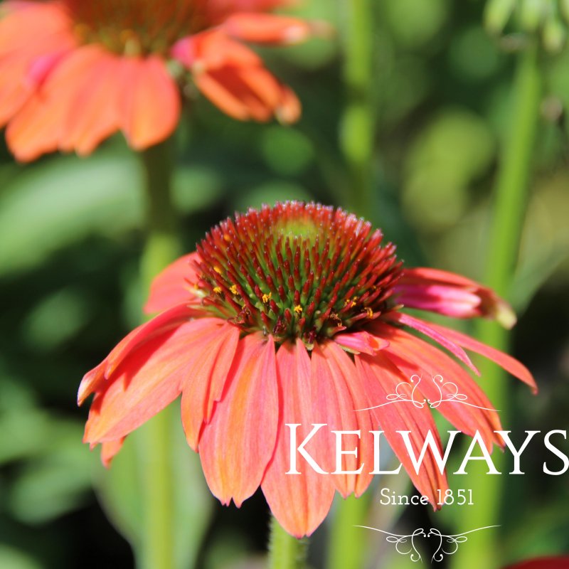 Echinacea SOMBRERO HOT CORAL (Balsomcor' PBR) (Sombrero Series)