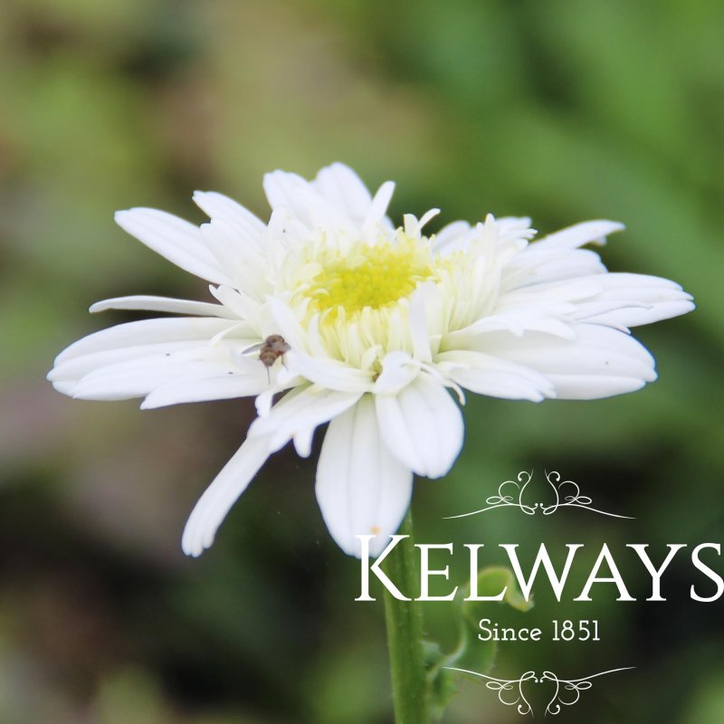 Leucanthemum x superbum 'Esther Read' (d)