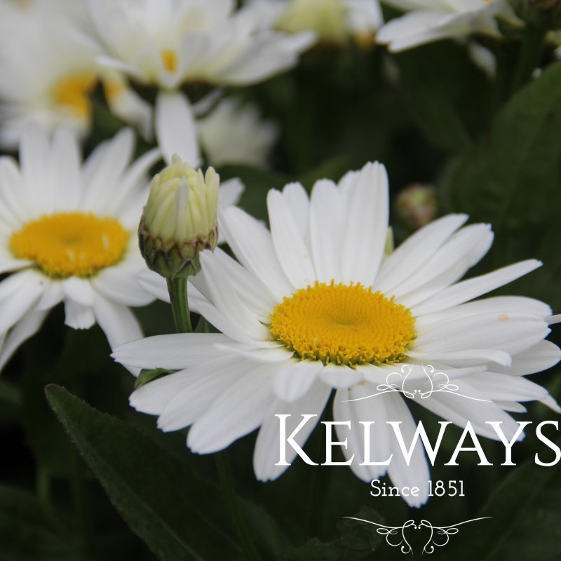 Leucanthemum x superbum WESTERN STAR LEO ('Leuz0002' PBR)