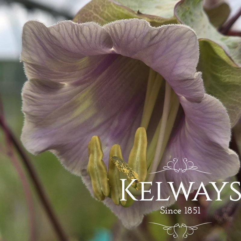 Cobaea scandens