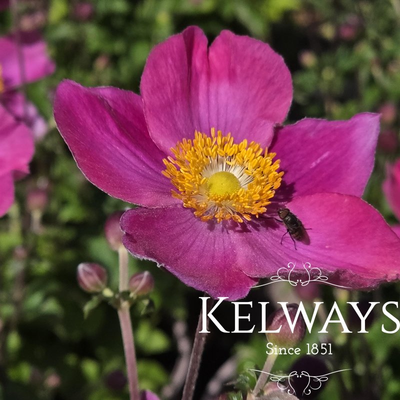 Anemone hupehensis EMMY PINK BLUSH ('Abane088')