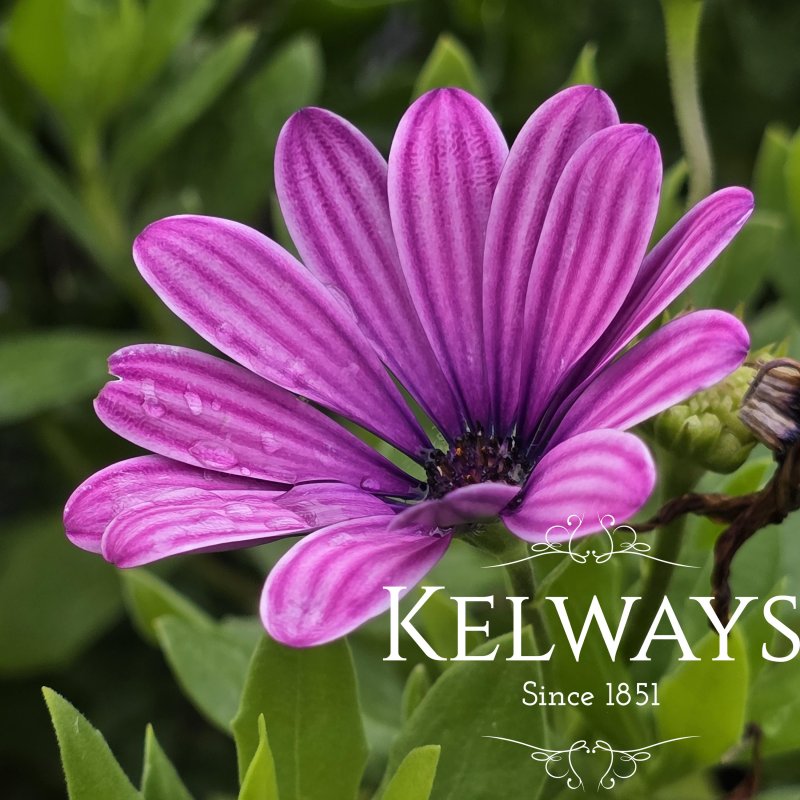 Osteospermum SENORITA LOLA ('Sn05' PBR)