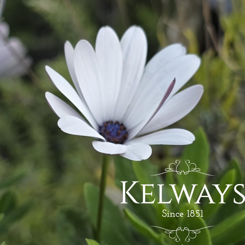 Osteospermum SENORITA CHRISTINA