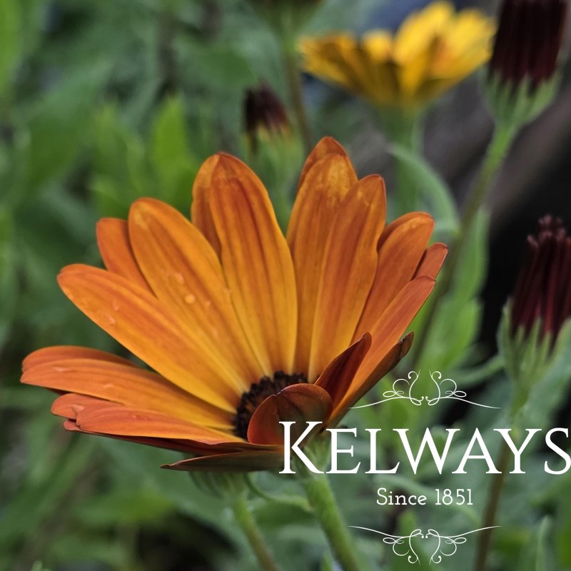 Osteospermum SENORITA LUCIA