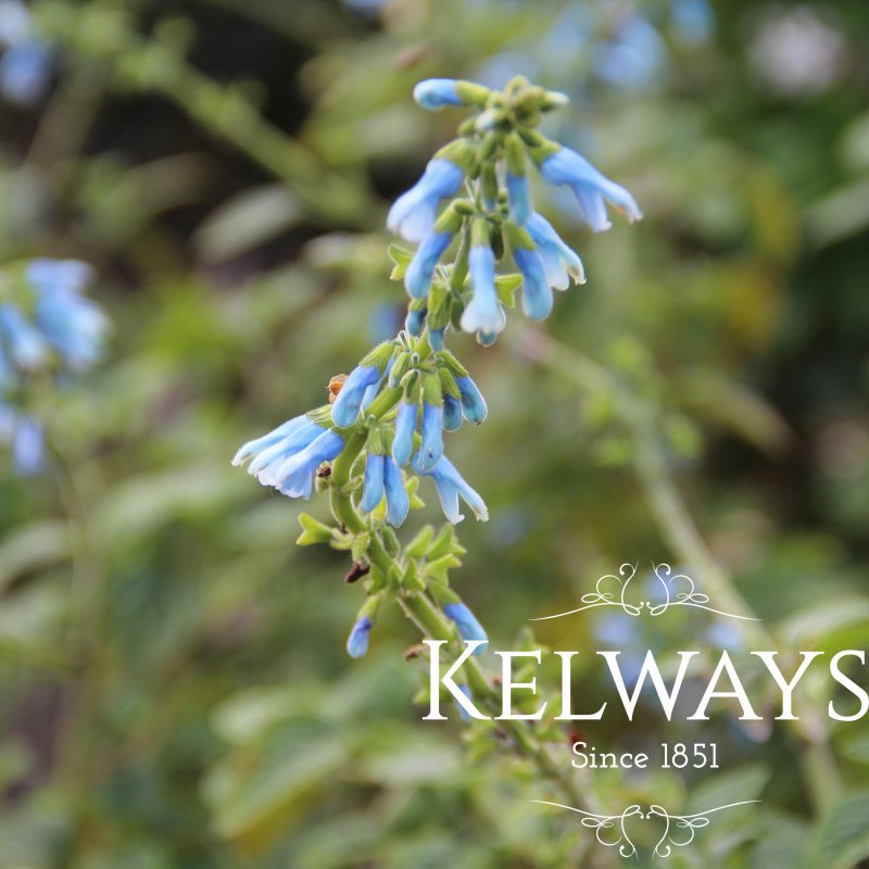 Salvia bullulata pale blue-flowered