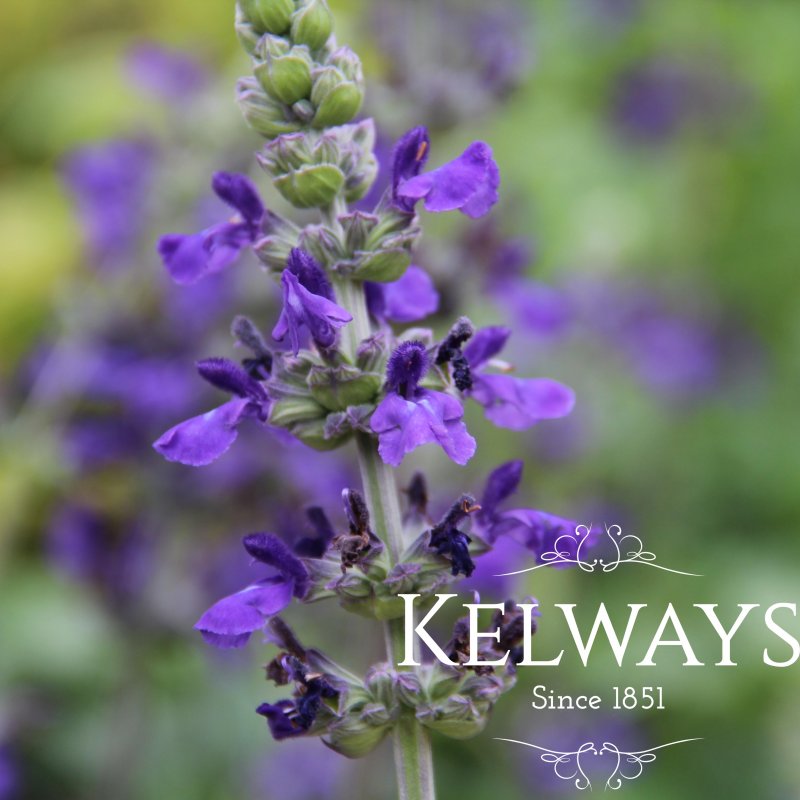 Salvia Mystic Spires Blue ('Balsalmisp')