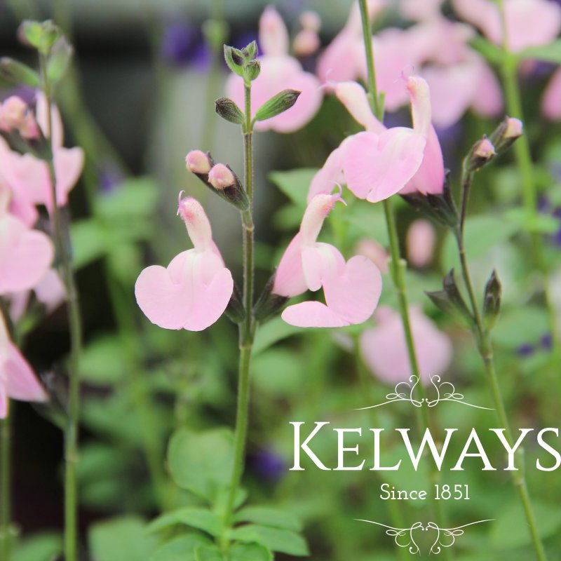 Salvia 'Shame'