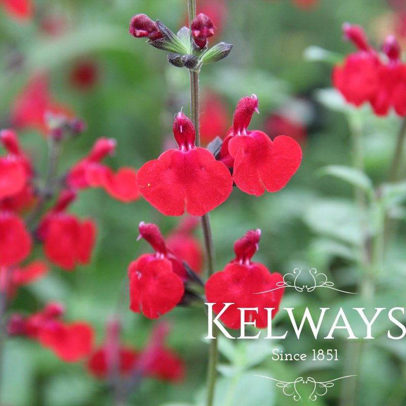 Salvia x jamensis 'Flammenn' PBR