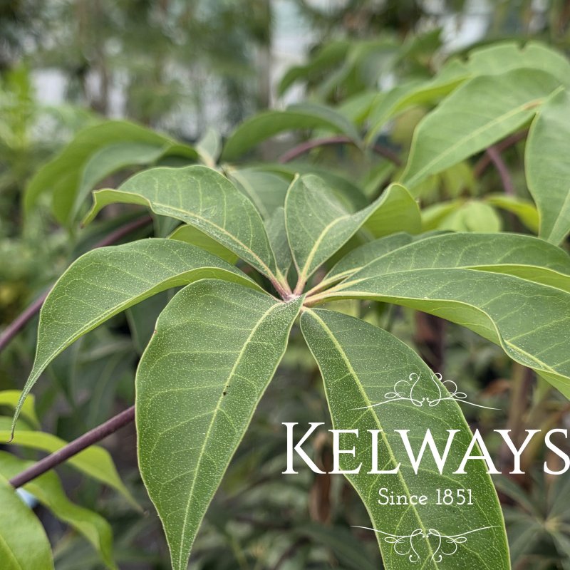 Heptapleurum shweliense (3 litre pot)