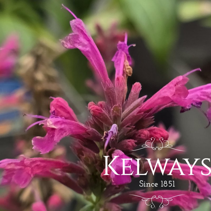 Agastache 'Morello'