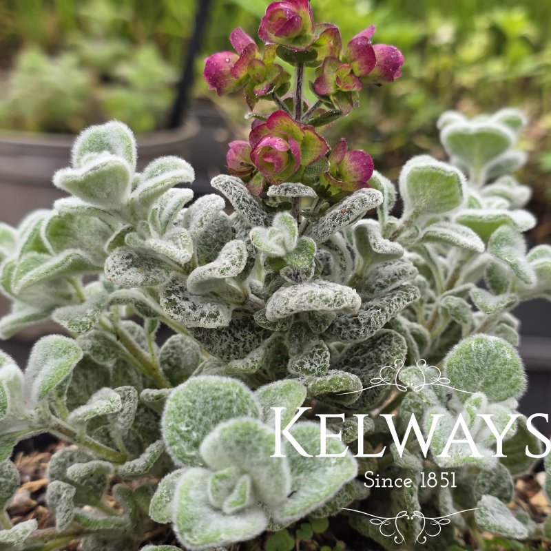 Origanum dictamnus