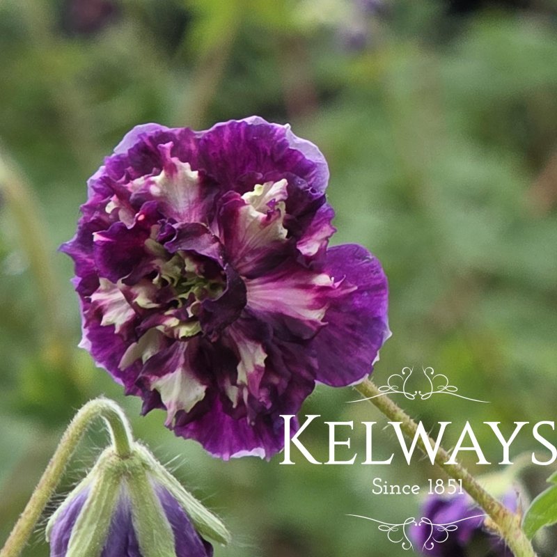 Geranium phaeum 'Joseph Green' (d)