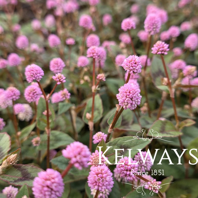 Persicaria capitata
