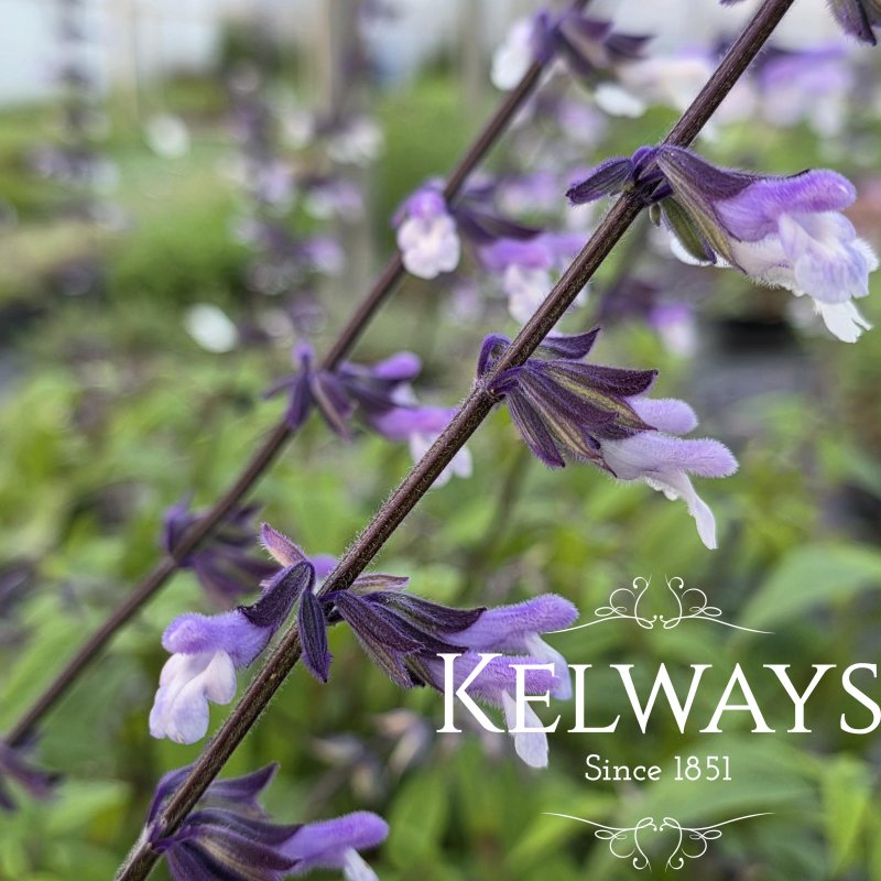 Salvia 'Phyllis Fancy'