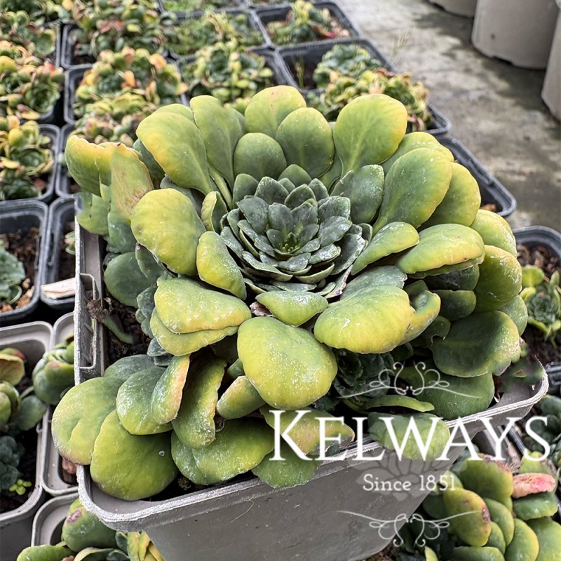 Saxifraga x geum (9cm pot)