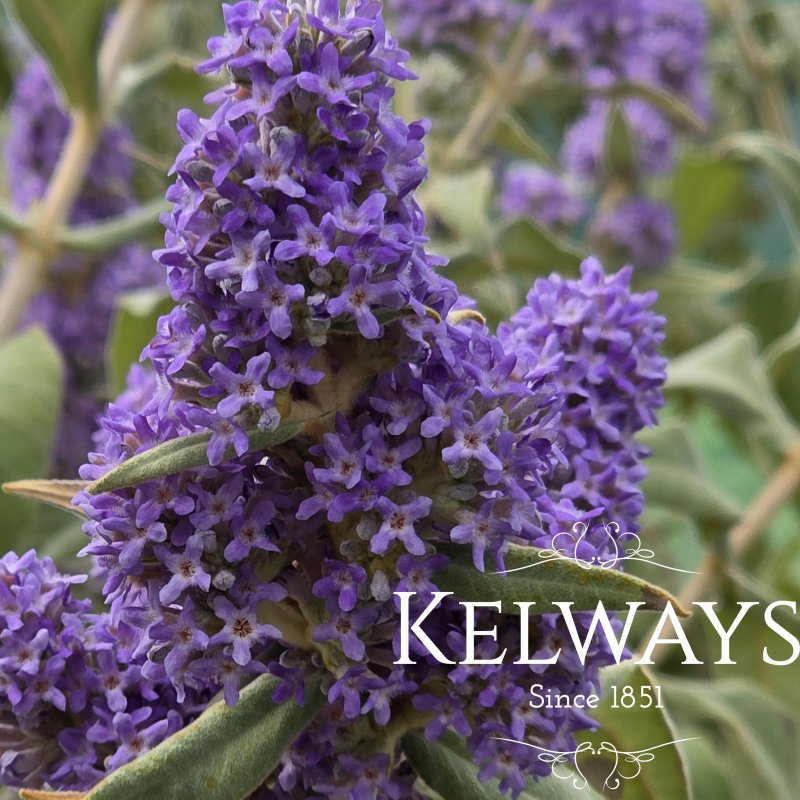 Buddleja salviifolia (3 litre pot)