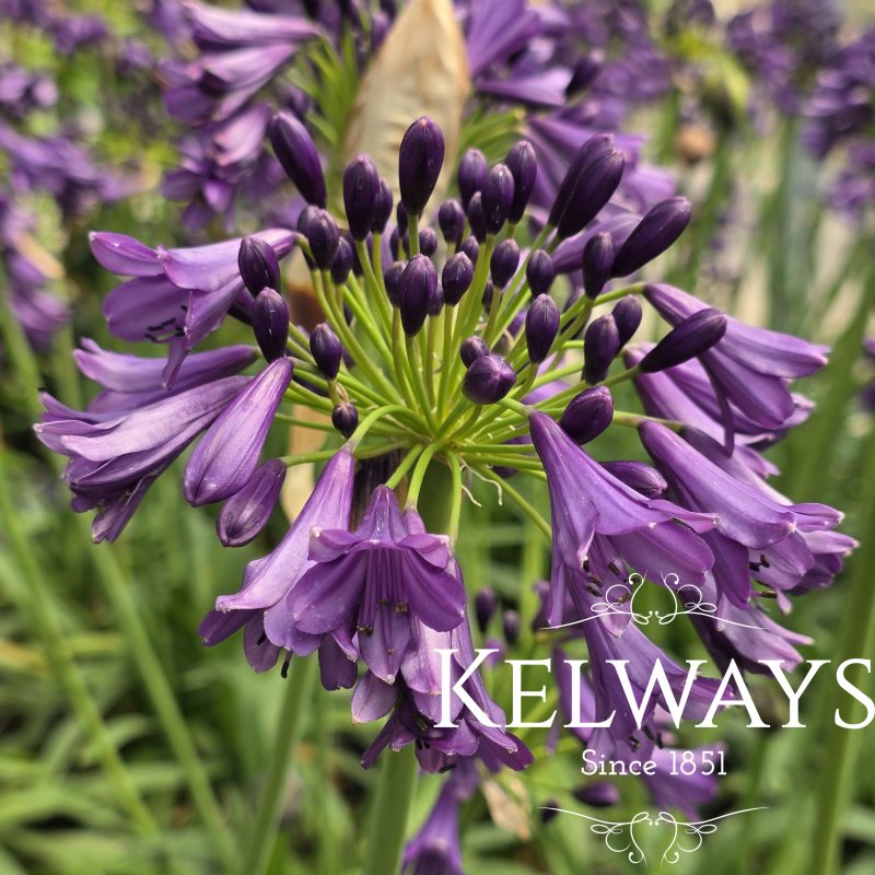 Agapanthus Poppin' Purple ('Pm003') (Everpanthus Series)