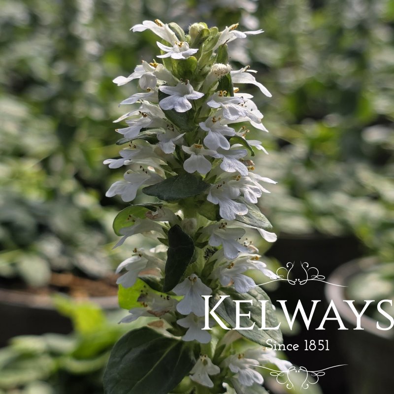 Ajuga reptans f. albiflora 'Alba'