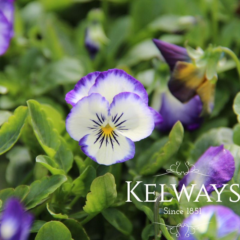 Viola x wittrockiana 'Chalon Supreme Purple Picotee' (Chalon Supreme Series)