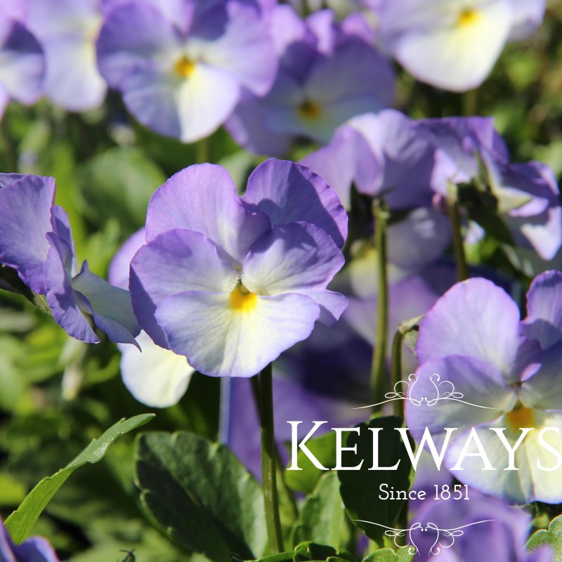Viola 'Suzie' (Va)