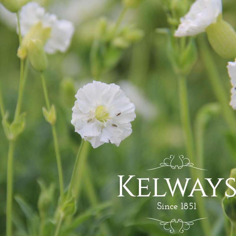 Silene uniflora 'Robin Whitebreast' (d)