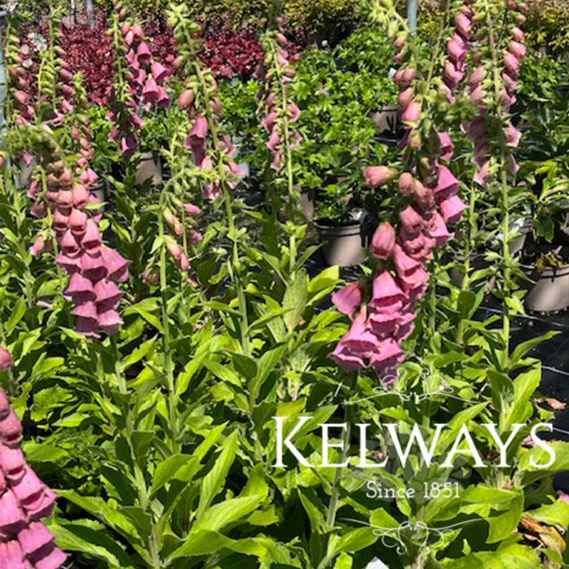 Digitalis x mertonensis