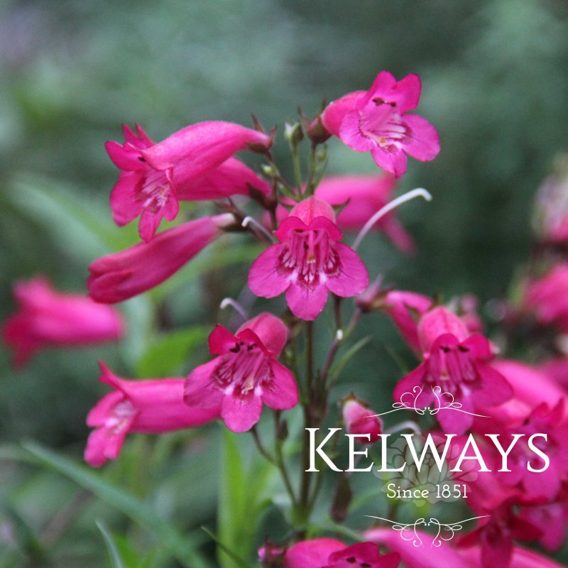 Penstemon 'Andenken an Friedrich Hahn' (2 litre pot)
