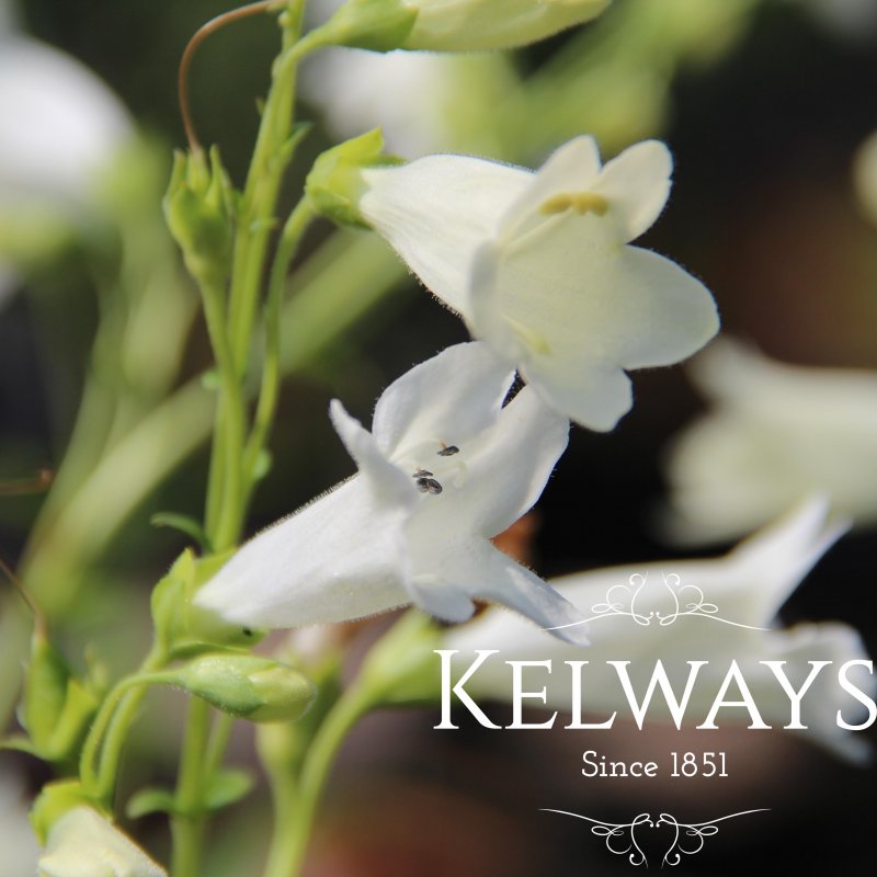 Penstemon 'Pensham Wedding Day' (Pensham Series)