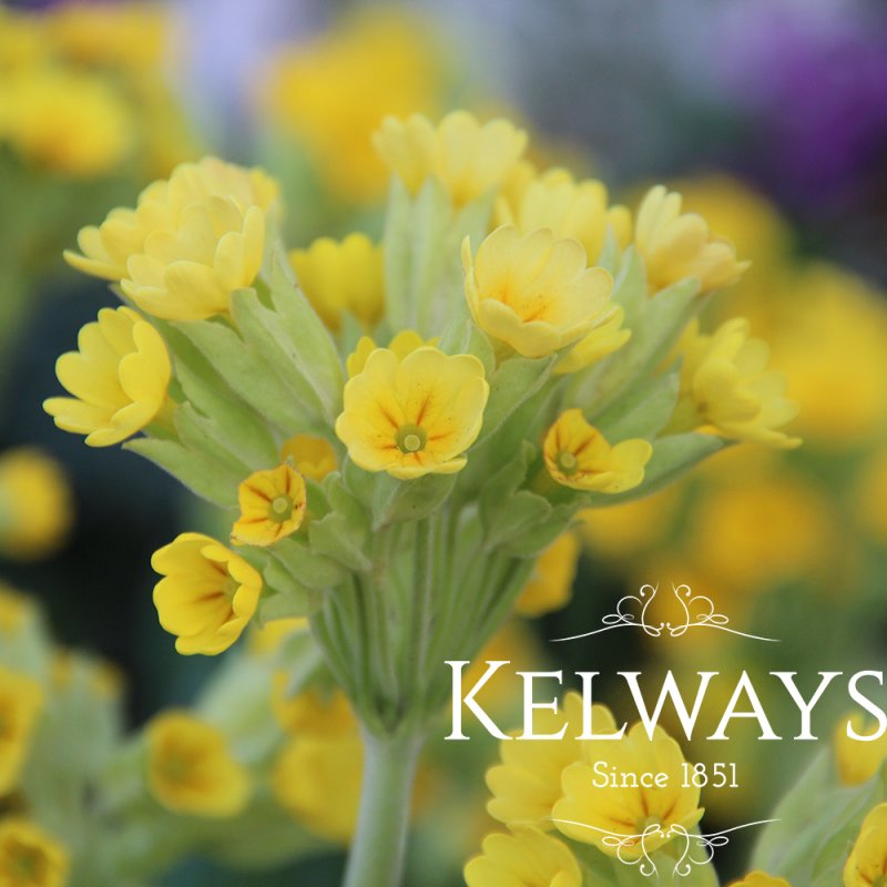 Primula veris (Pr) (1 litre pot)