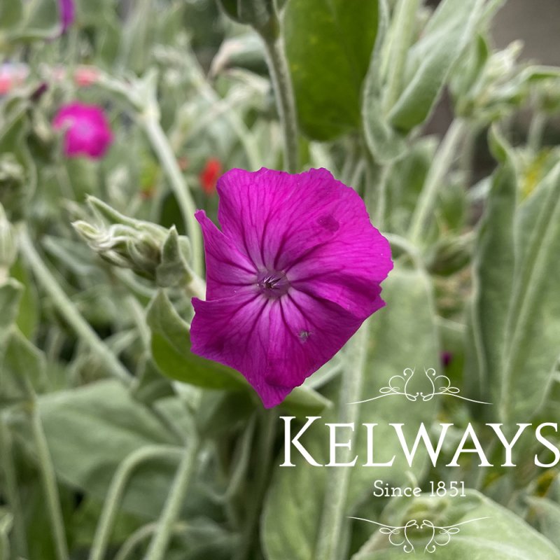 Silene coronaria