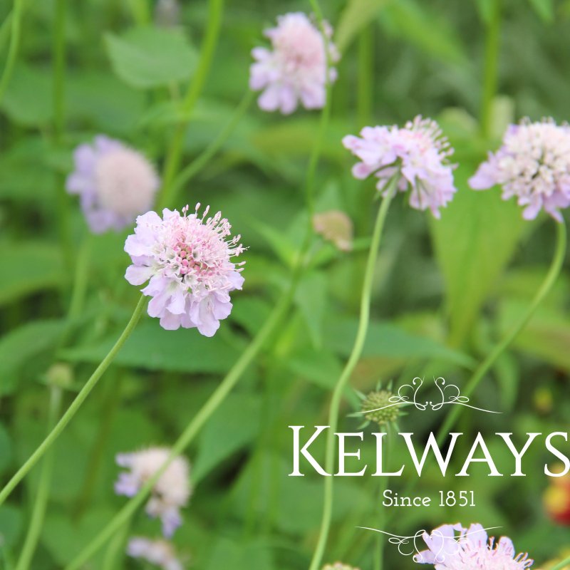 Scabiosa columbaria (2 litre pot)