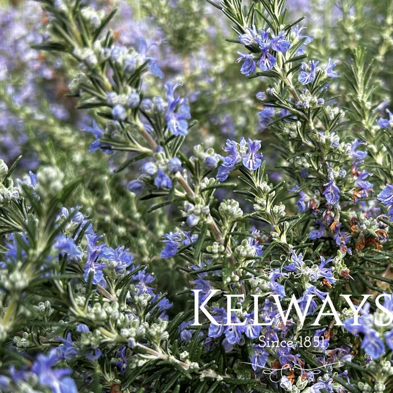 Salvia rosmarinus Prostrata Group (Ro)