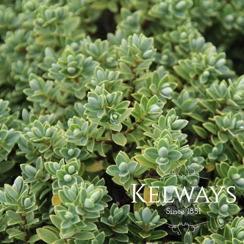 Veronica pinguifolia 'Sutherlandii' (H)