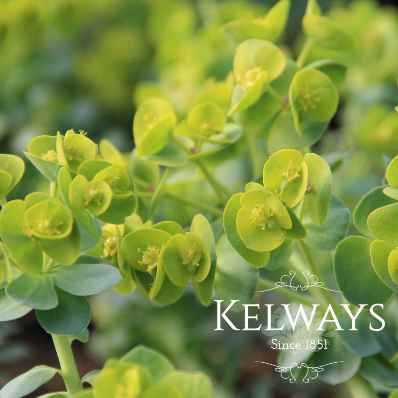 Euphorbia myrsinites