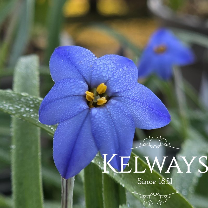 Ipheion 'Jessie' (9cm pot)