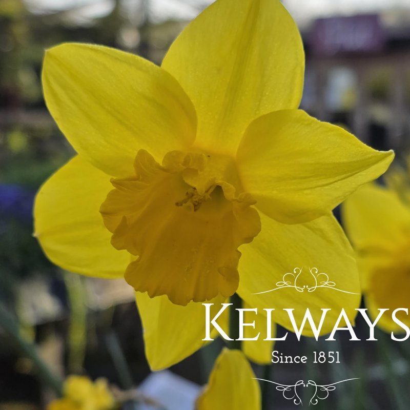 Narcissus 'King Alfred' (1)