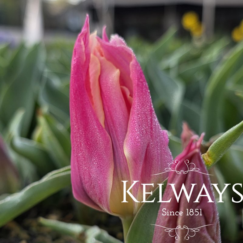 Tulipa 'Marianne' (6)