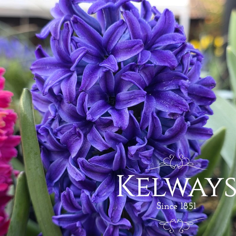 Hyacinthus orientalis 'Blue Star' (1 litre pot)
