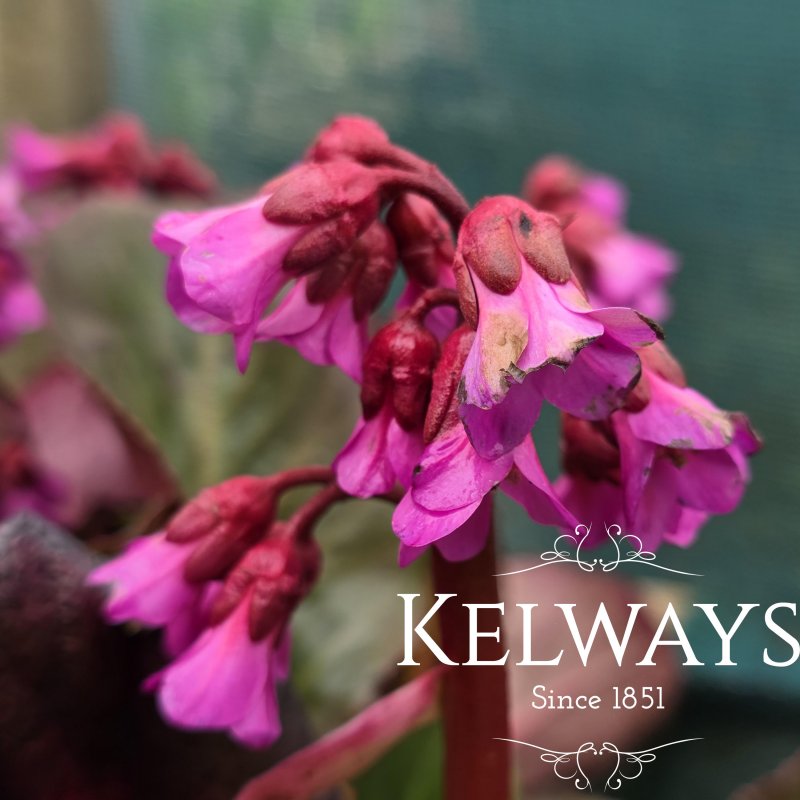 Bergenia 'Bressingham Ruby' (2 litre pot)