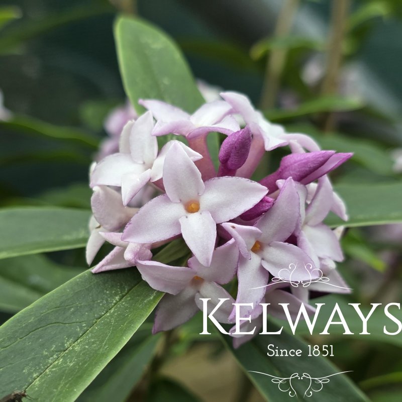 Daphne 'Spring Beauty'