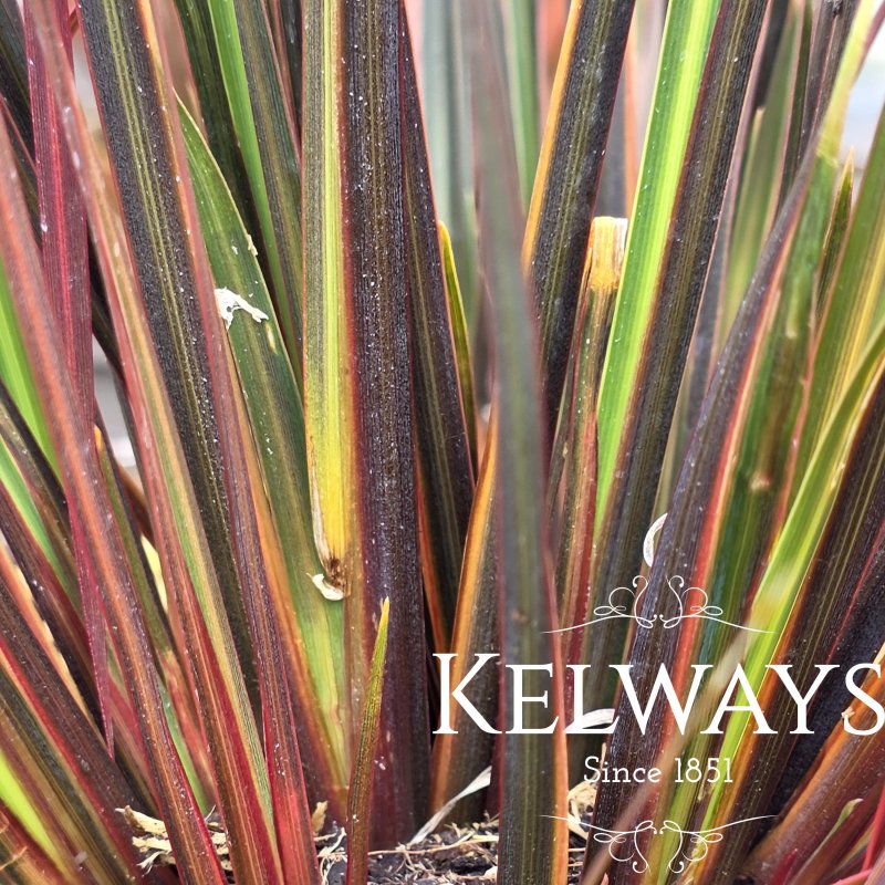 Libertia ixioides 'Taupo Sunset' PBR