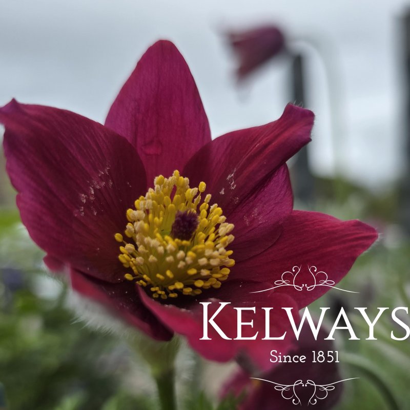 Pulsatilla vulgaris 'Bells Red' (3 litre pot)