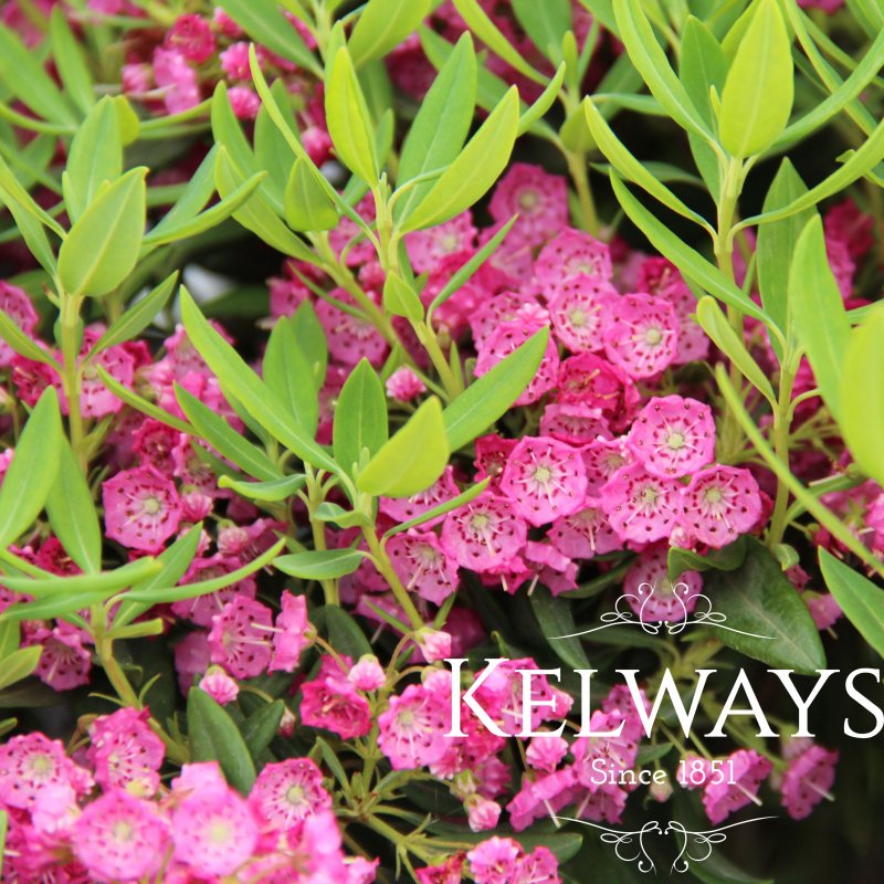 Kalmia angustifolia f. rubra (3 litre pot)