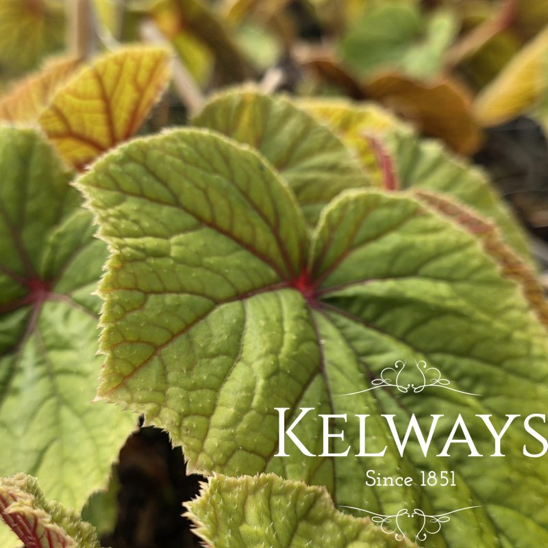Begonia grandis subsp. evansiana