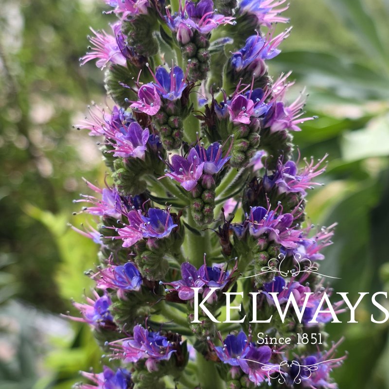 Echium webbii