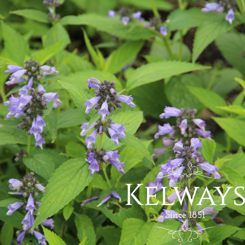 Nepeta subsessilis 'Cool Cat'